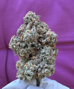 Biscotti Pancake THCA flower